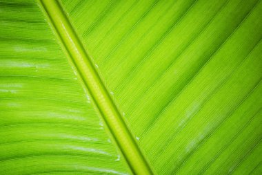 Taze Yeşil Muz Yaprağı