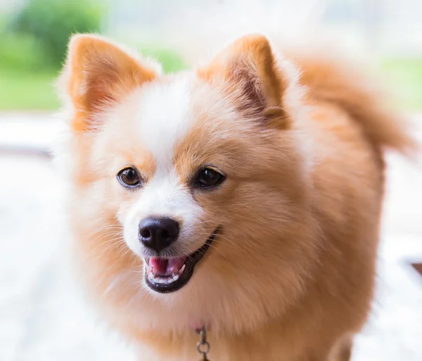 Brown dog standing looking forward. — Stock Photo, Image