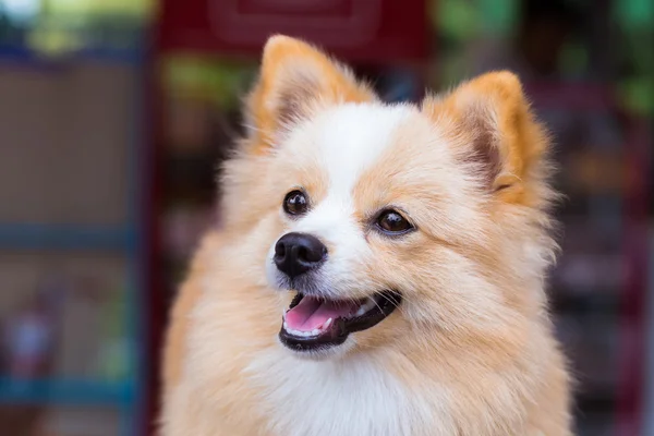 Perro marrón de pie mirando hacia adelante . —  Fotos de Stock