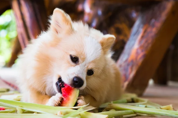 Cane mangiare anguria — Foto Stock