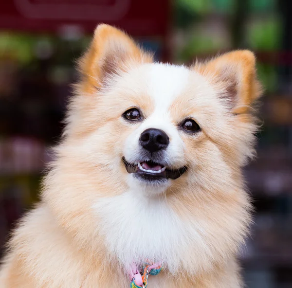 Perro marrón de pie mirando hacia adelante . —  Fotos de Stock