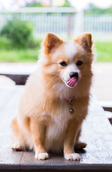 Perro marrón de pie mirando hacia adelante . —  Fotos de Stock