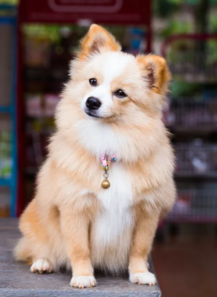 Brauner Hund, der nach vorne schaut. — Stockfoto