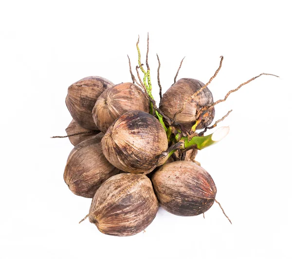 Ein Bund Kokosnüsse — Stockfoto