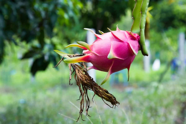 Drachenfrucht liegt auf dem Baum — Stockfoto