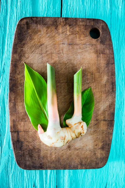 Rhizome of galangal fresh. — Stock Photo, Image