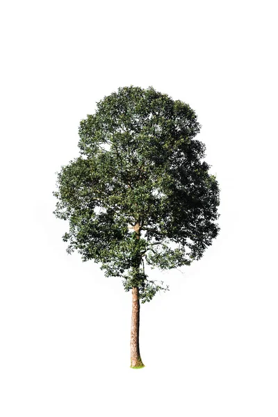 Un albero completo nella stagione delle piogge — Foto Stock