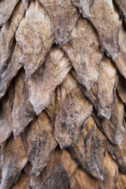 Muz Yaprak Sarma. (Vietnamca muz)