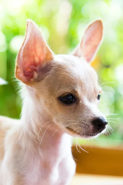 Brown Chihuahua puppy Sarawasi — Stock Photo, Image