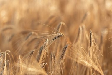 Tarlanın arka planında olgunlaşmış buğday başakları.
