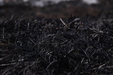 Yangından sonra siyah ot ve sazlıklar