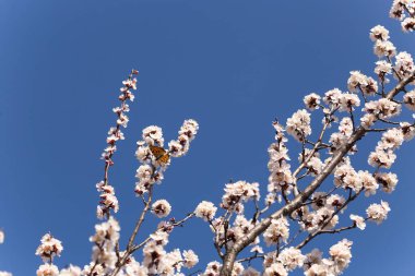 Mavi gökyüzünün arka planında açan bir kayısı dalı.