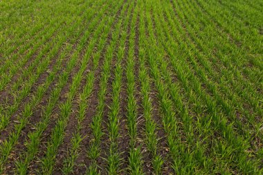 Yeşil tarla, taze mısır filizleri