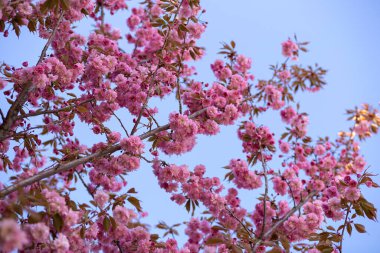 Mavi gökyüzüne karşı çiçek açan Sakura dalları.