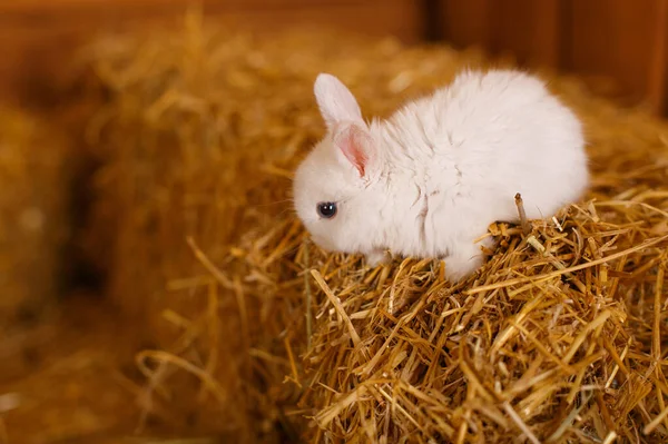 White Rabbit Straw — Stock Photo, Image