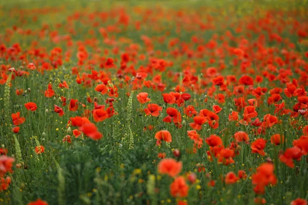 Groen Veld Met Rode Papavers Rijk Levendige Kleuren Algemene Vorm — Stockfoto