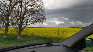 Kolza tohumu tarlasının gün batımında manzara. Kasvetli, fırtınalı gökyüzü tepemizde.