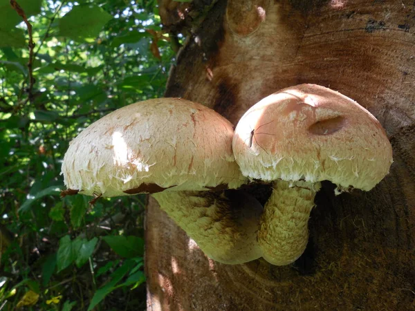 Deux Champignons Poussent Partir Centre Arbre Scié Moitié Pourri Sur — Photo