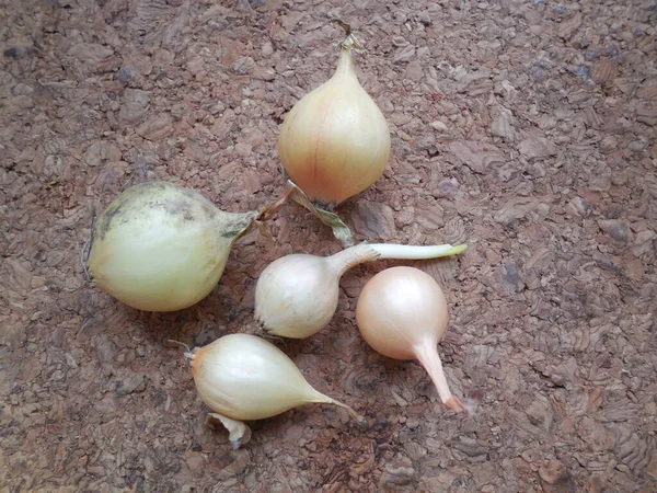 Small onion bulbs, sevok (Allium cepa).