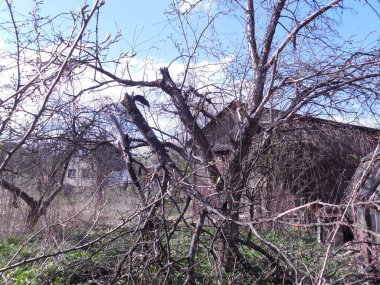 Harap olmuş eski bir serası, harap olmuş bir ek binası ve hasta ve kırık elma ağaçları olan terk edilmiş bir arazi..