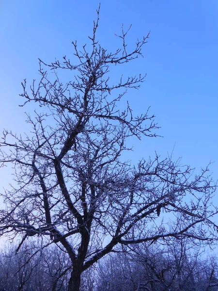 Krone Eines Alten Apfelbaums Winter Gegen Den Himmel — Stockfoto