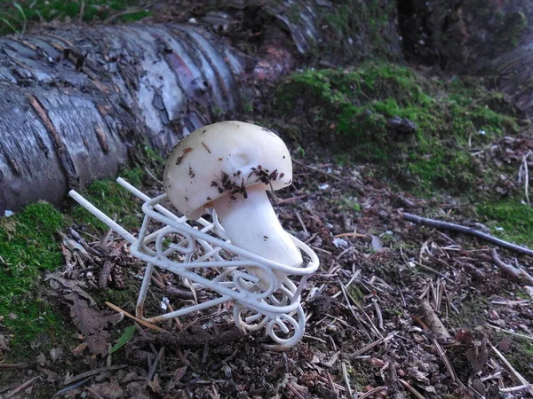 Ein Kleiner Pilz Einem Dekorativen Ein Kleiner Pilz Einem Dekorativen — Stockfoto