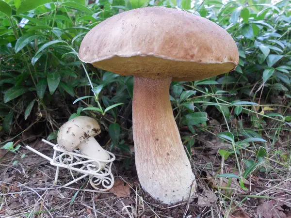 Famille Des Champignons Drôle Composition Sous Arbre Grand Champignon Blanc — Photo