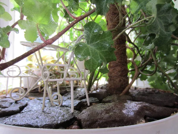 Petit Jardin Fées Avec Des Plantes Intérieur Des Meubles Blancs — Photo