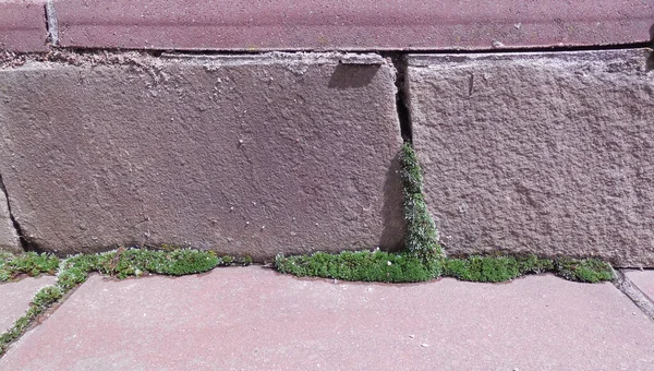 Cracks Stone Lined Surface Were Overgrown Moss — Stock Photo, Image