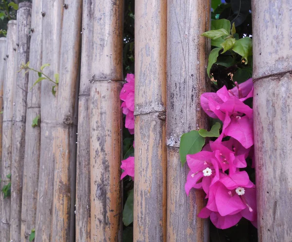 Une Vieille Clôture Décorative Bambou Derrière Laquelle Vous Pouvez Voir — Photo