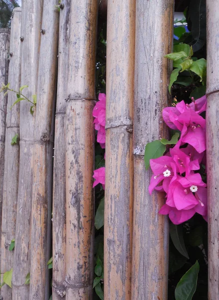 一个用竹子做的古老的装饰栅栏 在它的后面你可以看到热带荔枝 — 图库照片