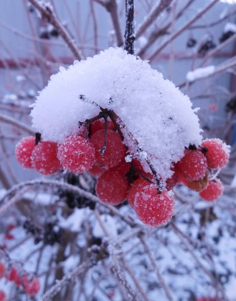 Des Grappes Baies Viorne Rouge Vif Dans Neige Blanche — Photo