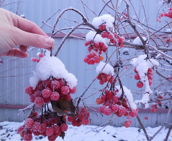 Σακούλες Από Έντονα Κόκκινα Μούρα Viburnum Λευκό Χιόνι Χέρι Μιας — Φωτογραφία Αρχείου