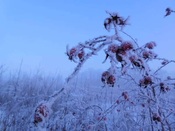 Getrocknete Schwarze Hagebuttenfrüchte Frost Auf Einem Schneebedeckten Feld — Stockfoto