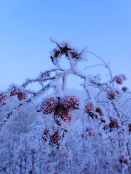 Сушені Чорні Плоди Шипшини Морозі Засніженому Полі — стокове фото