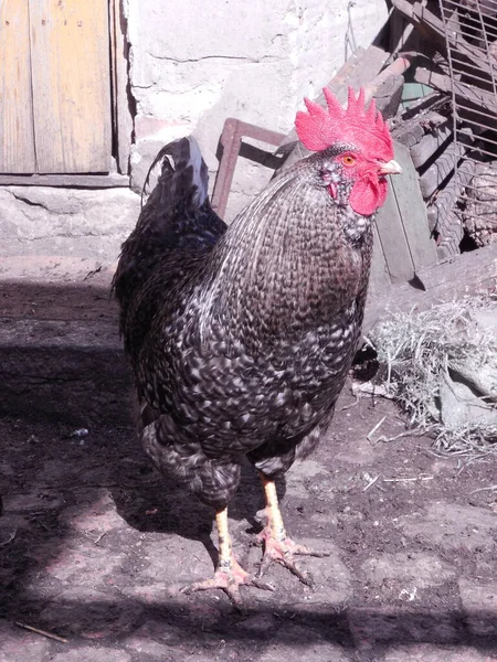 Beau Coq Sombre Tacheté Tient Dans Cour Ferme Par Une — Photo