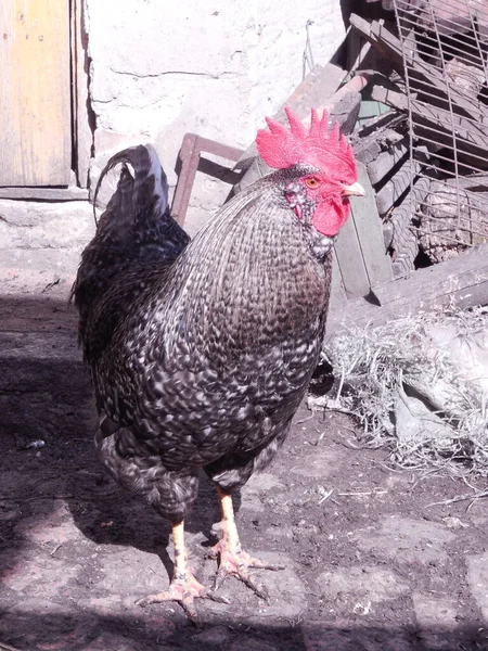 Hermoso Gallo Oscuro Moteado Encuentra Corral Día Soleado — Foto de Stock