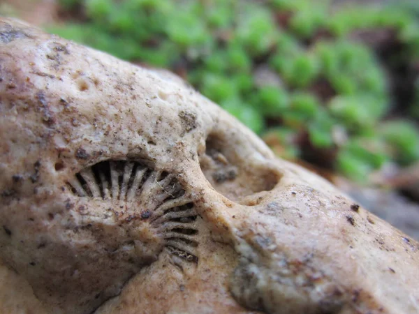 Ασυνήθιστη Σχεδόν Λεία Πέτρα Αποτύπωμα Απολιθώματος Αμμωνίτη Ερειπωμένου Μαλακίου Φόντο — Φωτογραφία Αρχείου