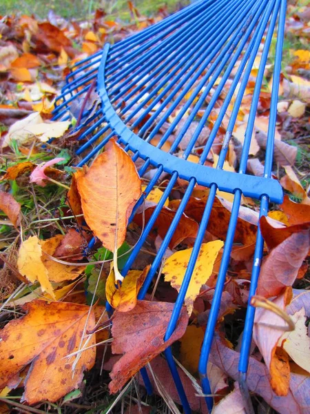 Heldere Blauwe Waaierhark Voor Het Verzamelen Van Gevallen Bladeren Herfst — Stockfoto
