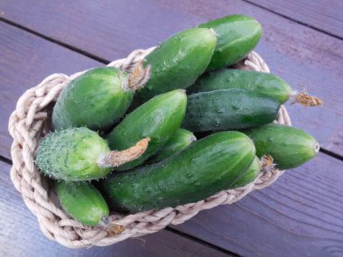 Küçük dekoratif bir sepetteki taze, taze salatalıklar..