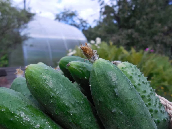 新鲜的 新鲜采摘的黄瓜在一个小装饰篮子里 在一个有温室的花园的后面 — 图库照片