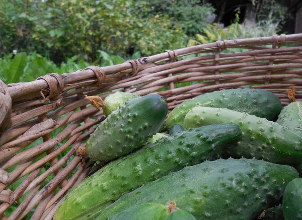 在花园植物的背景下 在一个大致编织的篮子里新采摘的黄瓜 — 图库照片