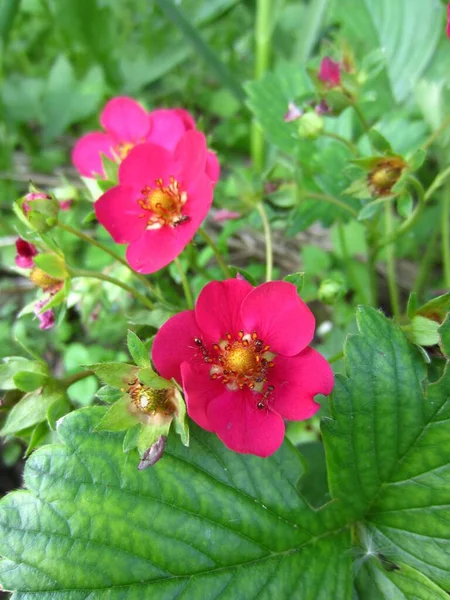 イチゴトスカーナF1明るいピンクの花を葉の背景に咲かせます 花にはいくつかのアリがいます — ストック写真