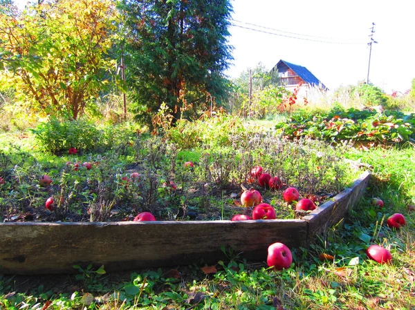 Jasná Červená Jablka Spadla Stromu Podzim Zahradní Lůžko — Stock fotografie