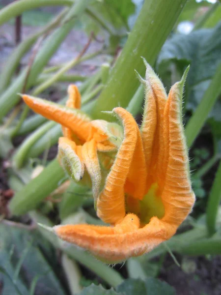 Fiori Zucca Giallo Brillante Cucurbita Forma Insolita Deformata — Foto Stock