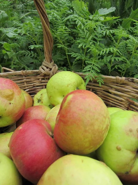 Jasná Jablka Košíku Mezi Okrasnými Zahradními Rostlinami — Stock fotografie