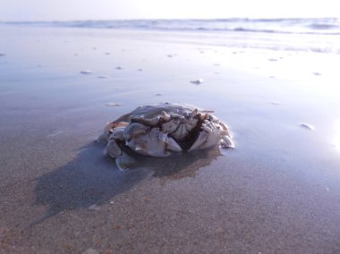 Sahilde büyük bir yengeç, dalgaların arka planına karşı..