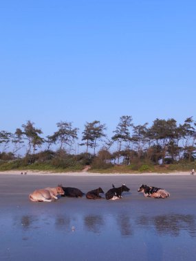 Gün batımında birkaç inek kumsalda dinleniyor, ıslak kumda yatıyor..