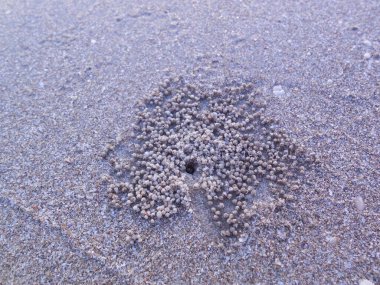 Küçük kum topları, küçük bir yengecin yuvasının etrafındaki yumuşak deniz kumu üzerinde alışılmadık güzel bir desen oluşturur..