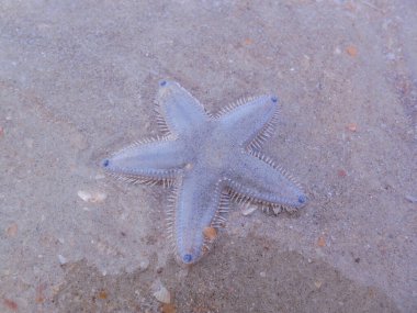 Dalgalar çekildiğinde, sığ sularda, ıslak kumda denizyıldızı..
